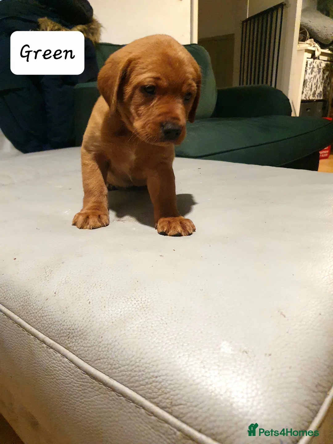 Labrador Retriever dogs for sale: Deep Fox Red KC Labs - Advert 8
