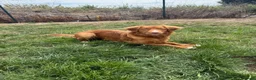 Nova Scotia Duck Tolling Retriever dogs for sale: Handsome kc registered Nova Scotia boy  - Advert 2