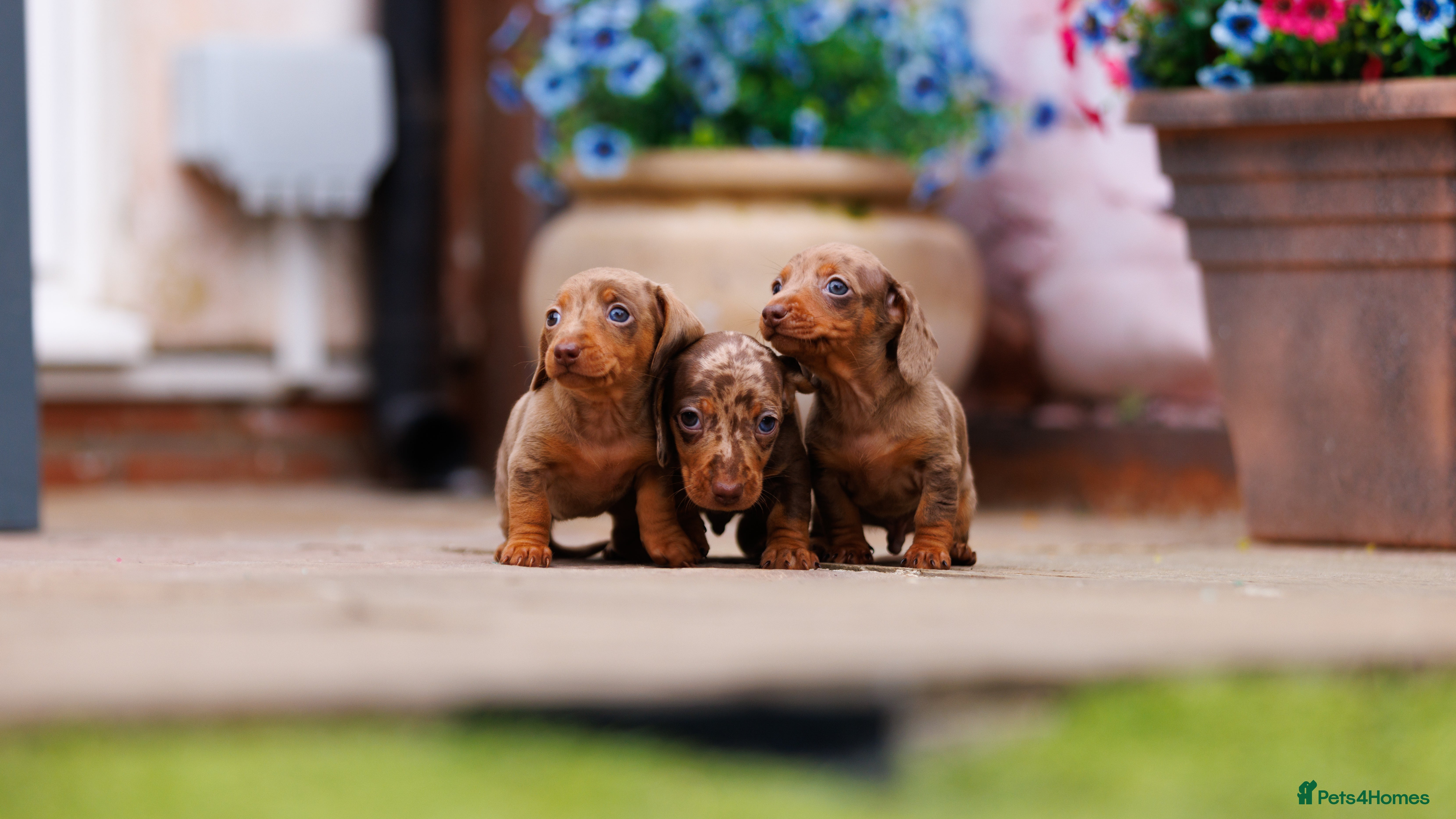 Miniature Dachshund dogs Top Tier Miniature Dachshunds for sale! - Advert 4