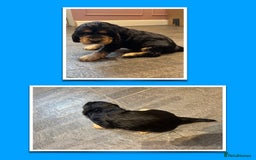Cocker Spaniel dogs for sale: KC & HEALTH TESTED CHOC SABLE PUPS - Image 11