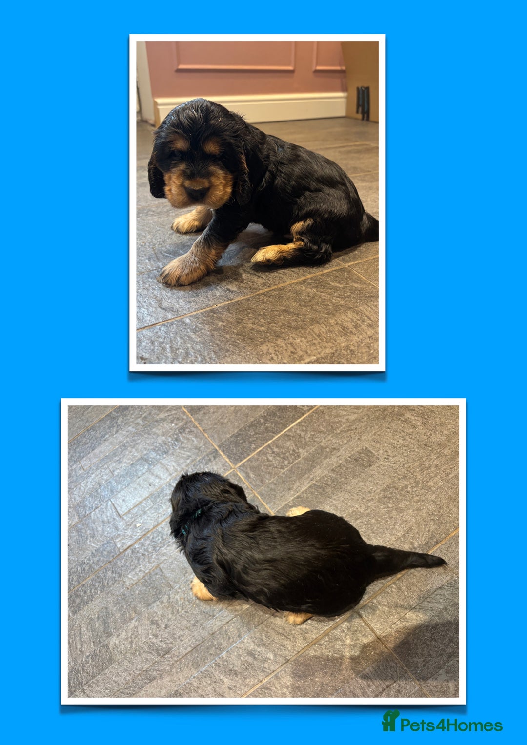 Cocker Spaniel dogs for sale: KC & HEALTH TESTED CHOC SABLE PUPS - Image 11