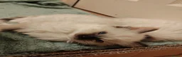 Ragdoll cats for sale: Ragdoll kittens ready to go - Advert 3