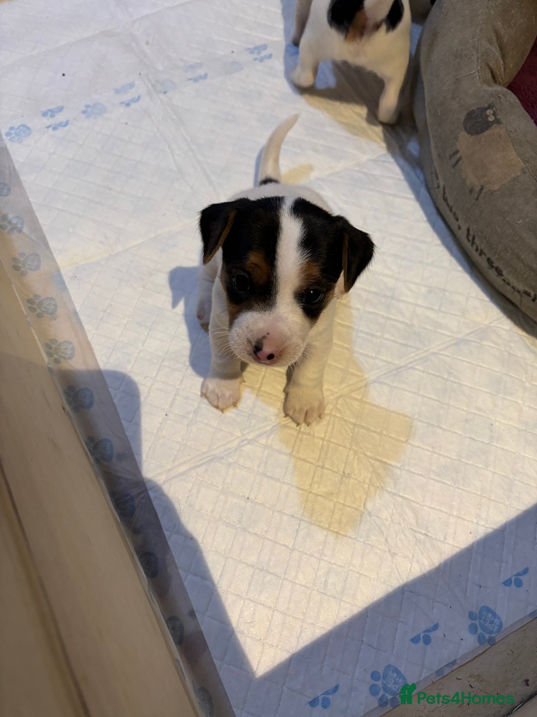 Jack Russell dogs for sale: Jack Russell terrier Pups!  - Advert 6