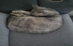 Exotic cats for sale: Need a new home  - Image 3