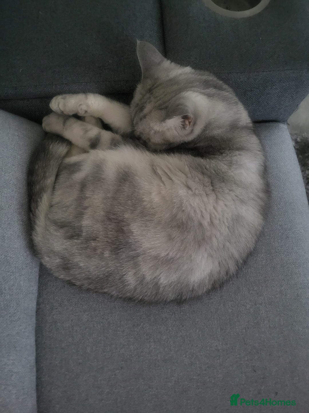 Exotic cats for sale: Need a new home  - Image 3