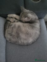 Exotic cats - Advert 2