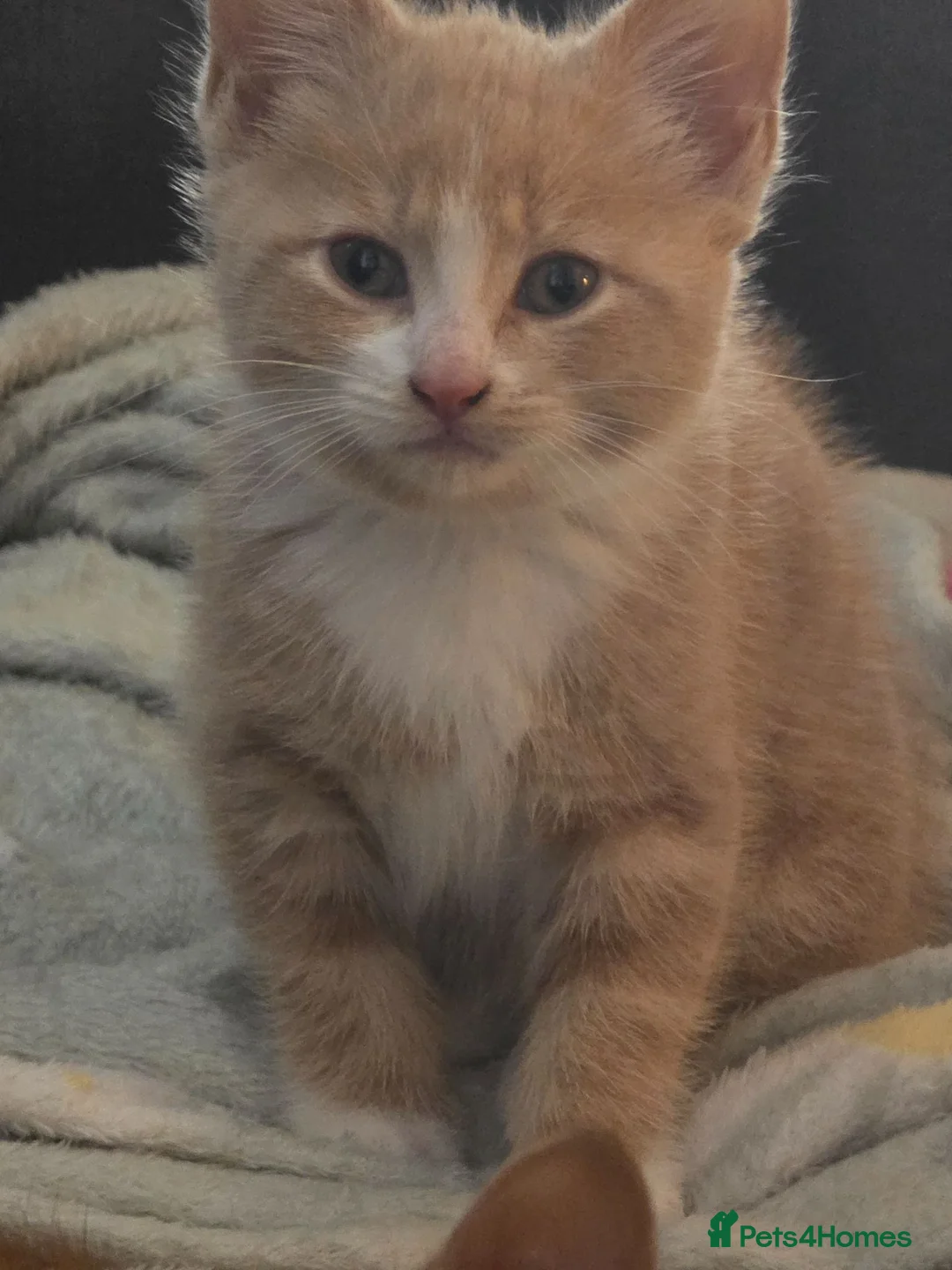 Mixed Breed cats for sale: 5 kittens  in Dudley - Advert 2