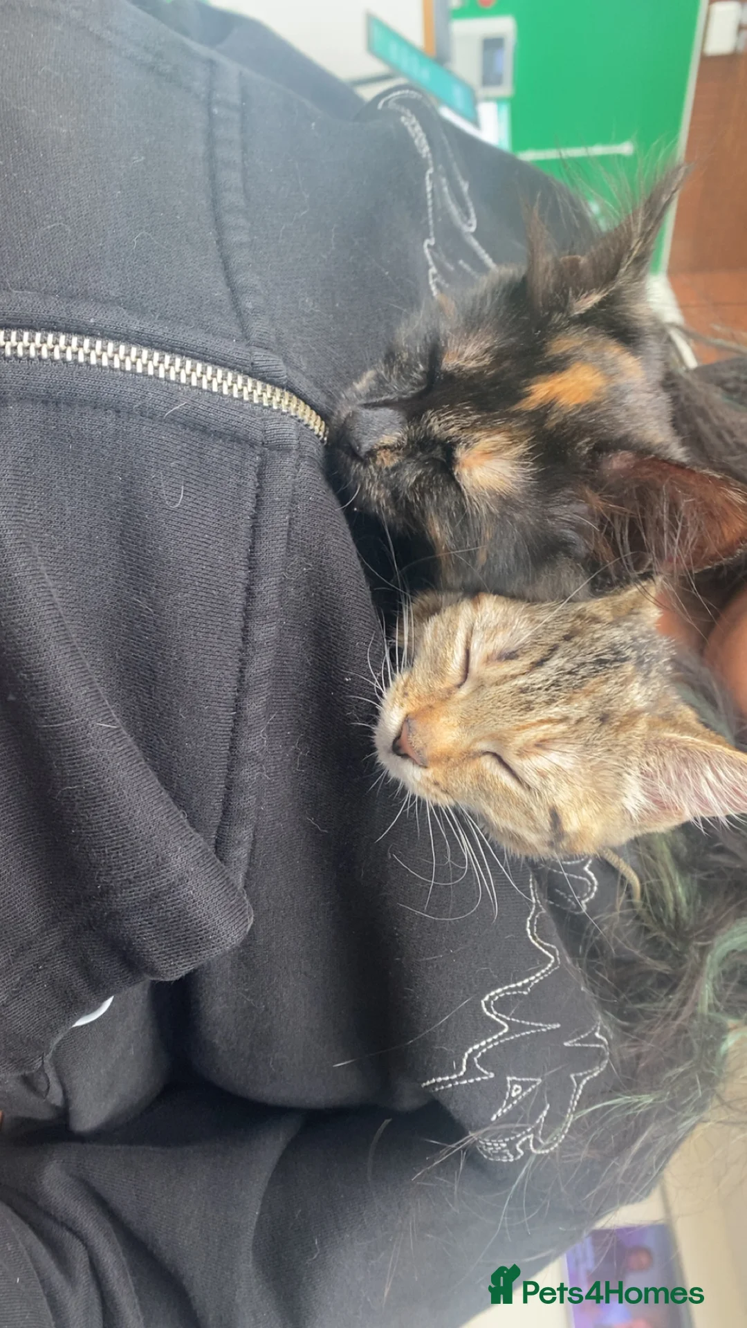 Domestic Shorthair cats for sale: small tabby ready to go to a caring home. - Advert 2