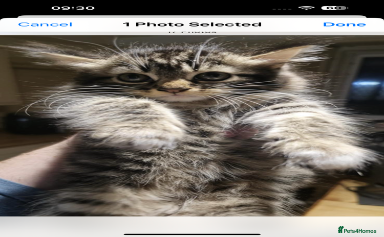 Maine Coon cats - Advert 1