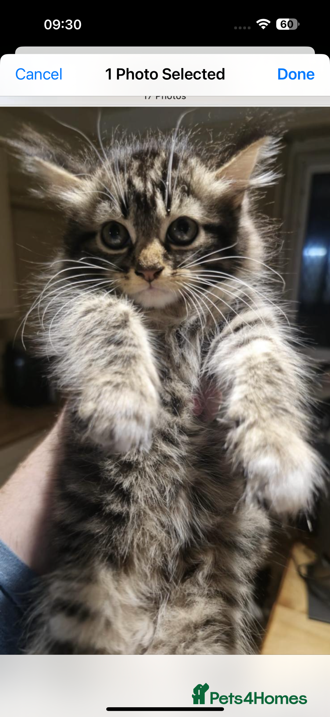 Maine Coon cats for sale: Beautiful fluffy Maine coone kittens for sale  - Image 1