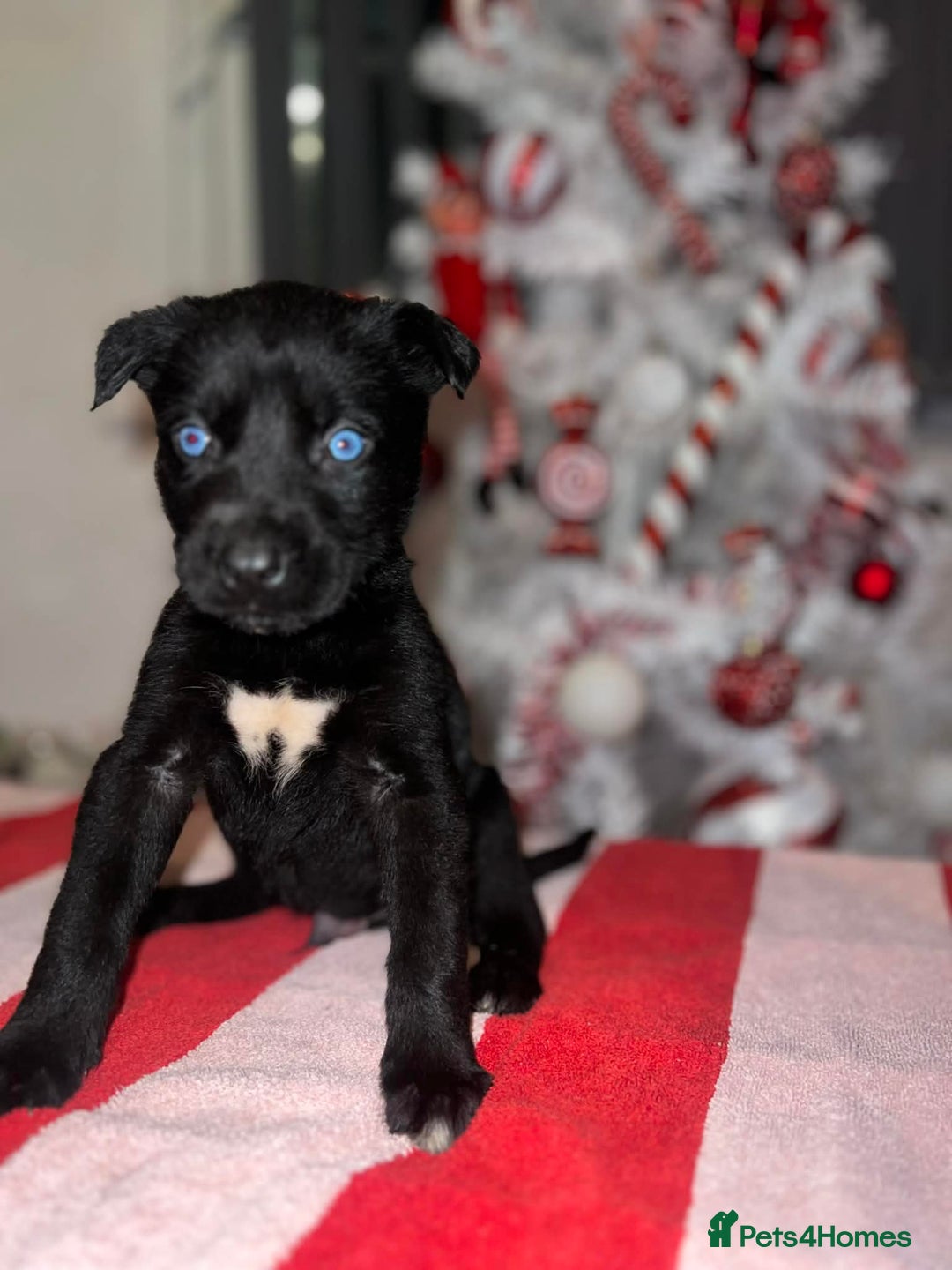 Mixed Breed dogs for sale: Cane Corso X Belgian Malis - Advert 8