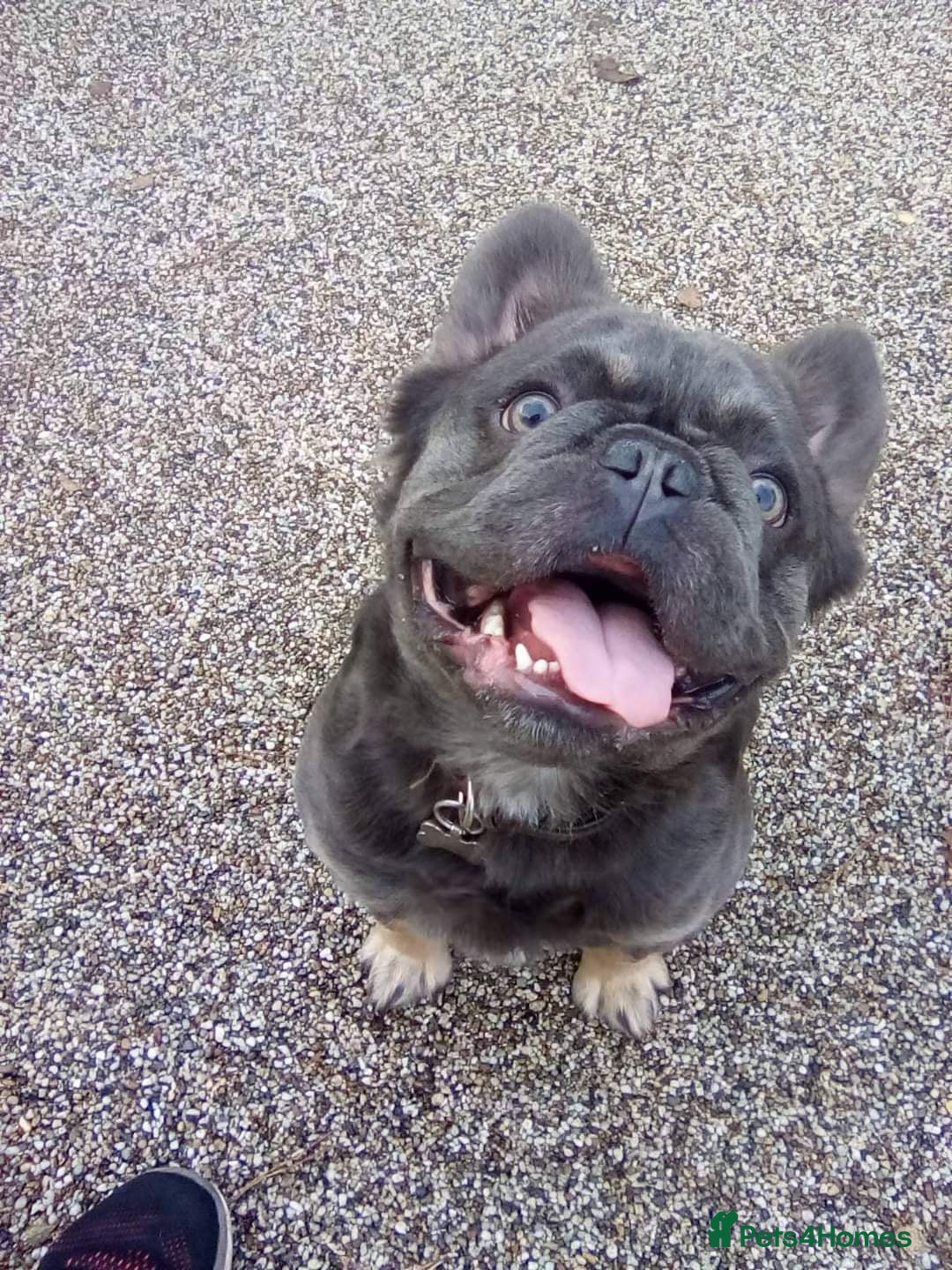 French Bulldog dogs for sale: Fluffy french bulldog - Image 2