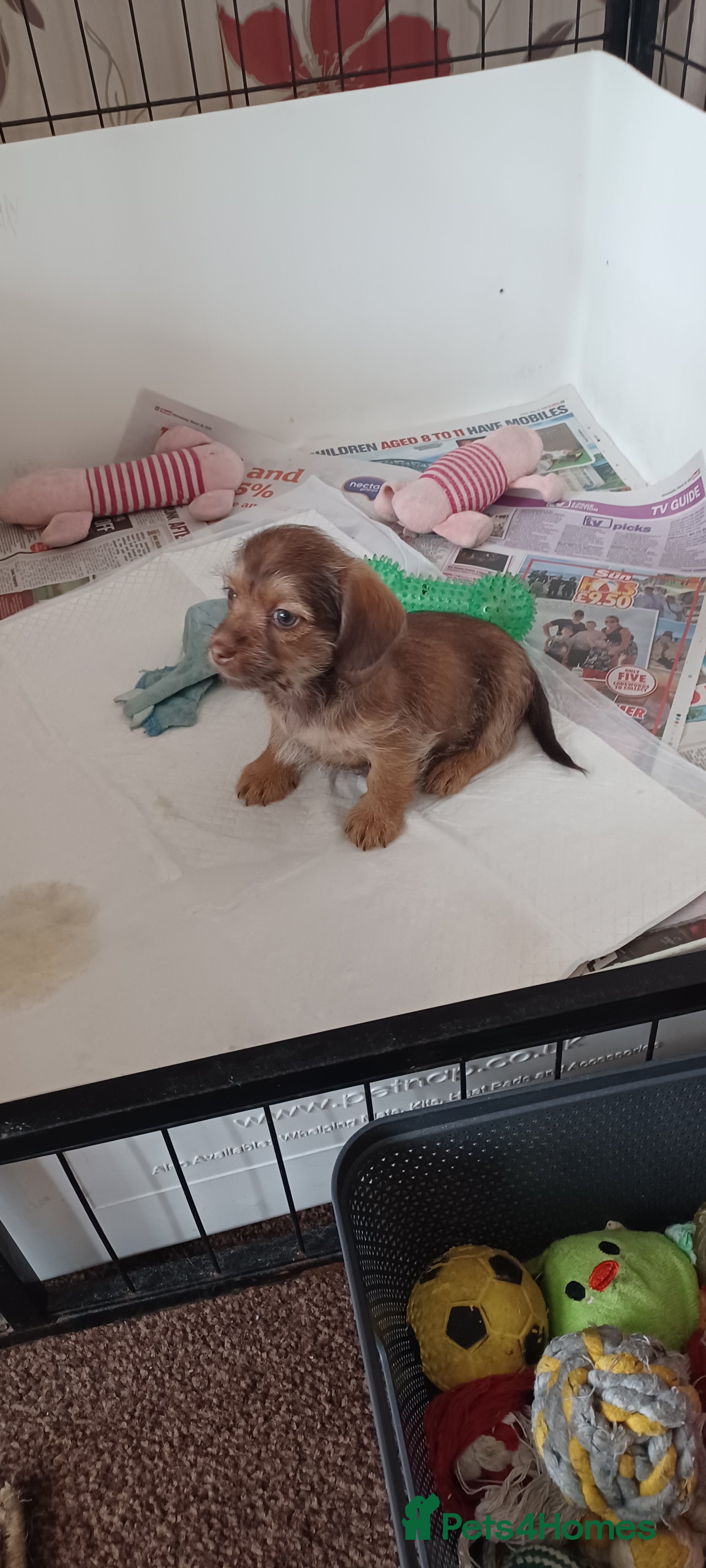 Mixed Breed dogs Imperial Shih Tzu x Mini Dachshund  - Advert 2
