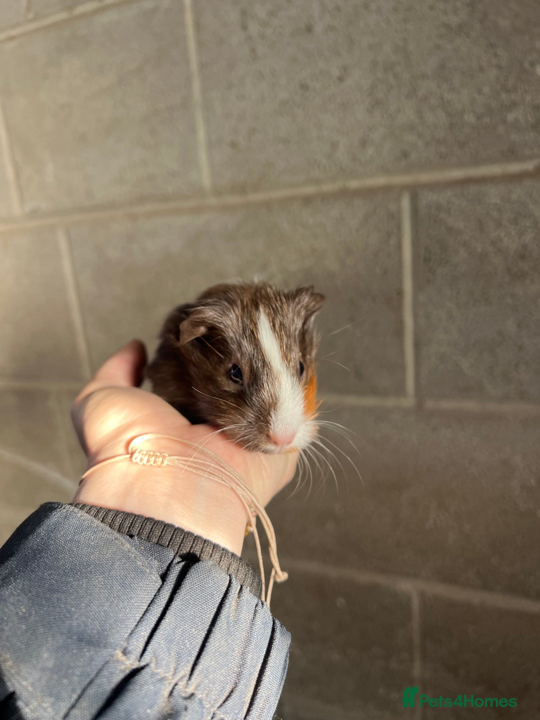 Guinea Pig rodents for sale: Three lovely boys looking for their forever home!  - Advert 1