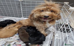 Cockapoo dogs for sale: Gorgeous F2 Cockapoo Puppies Available  - Image 1