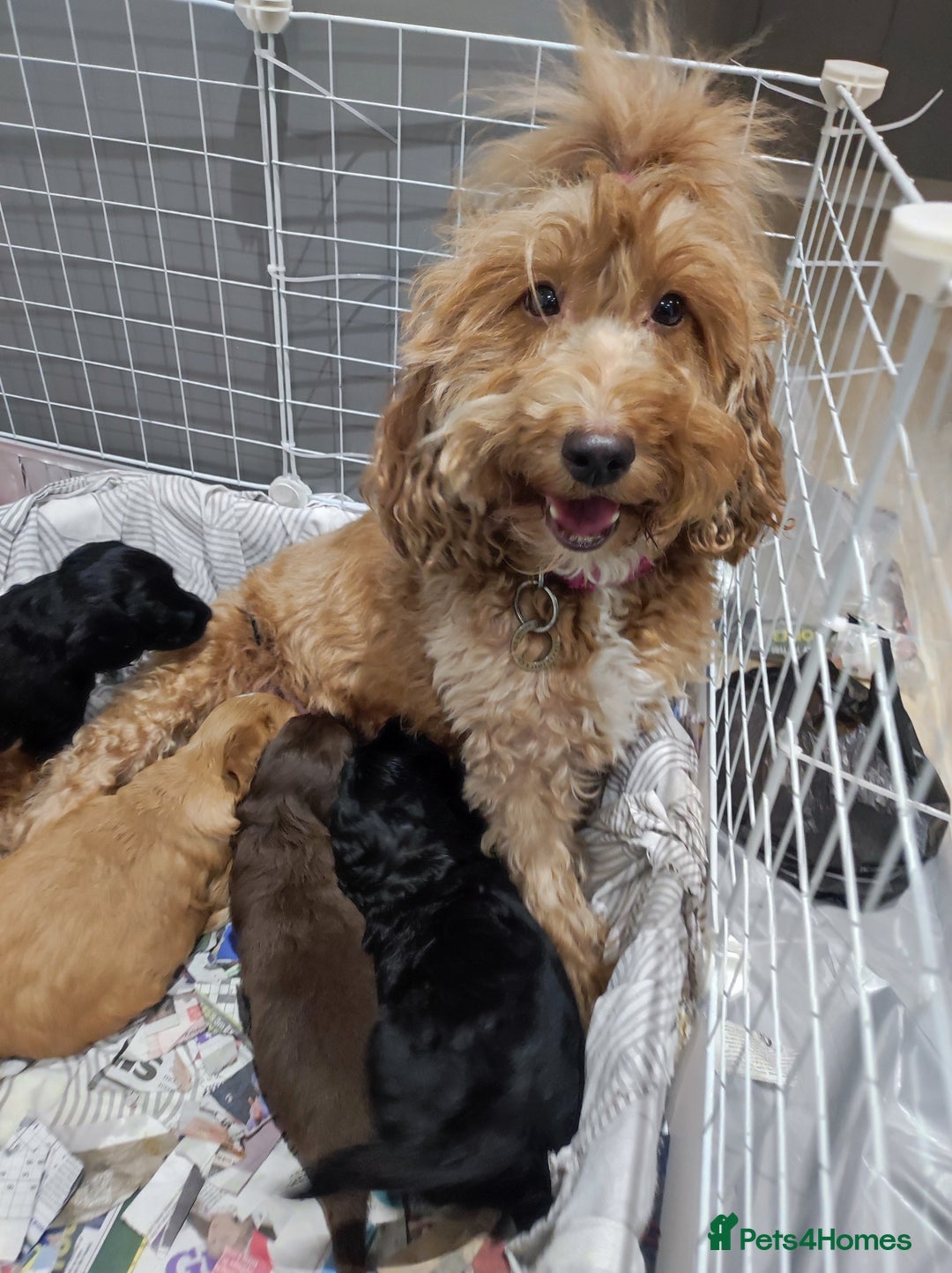 Cockapoo dogs for sale: Gorgeous F2 Cockapoo Puppies Available  - Image 1