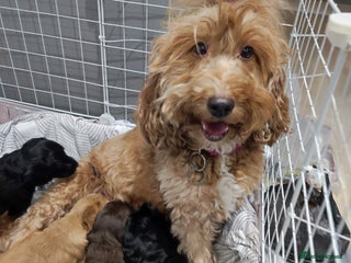 Cockapoo dogs - Advert 8