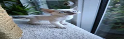 Devon Rex cats for sale: Devon Rex point💙blue eyes💙 - Advert 14