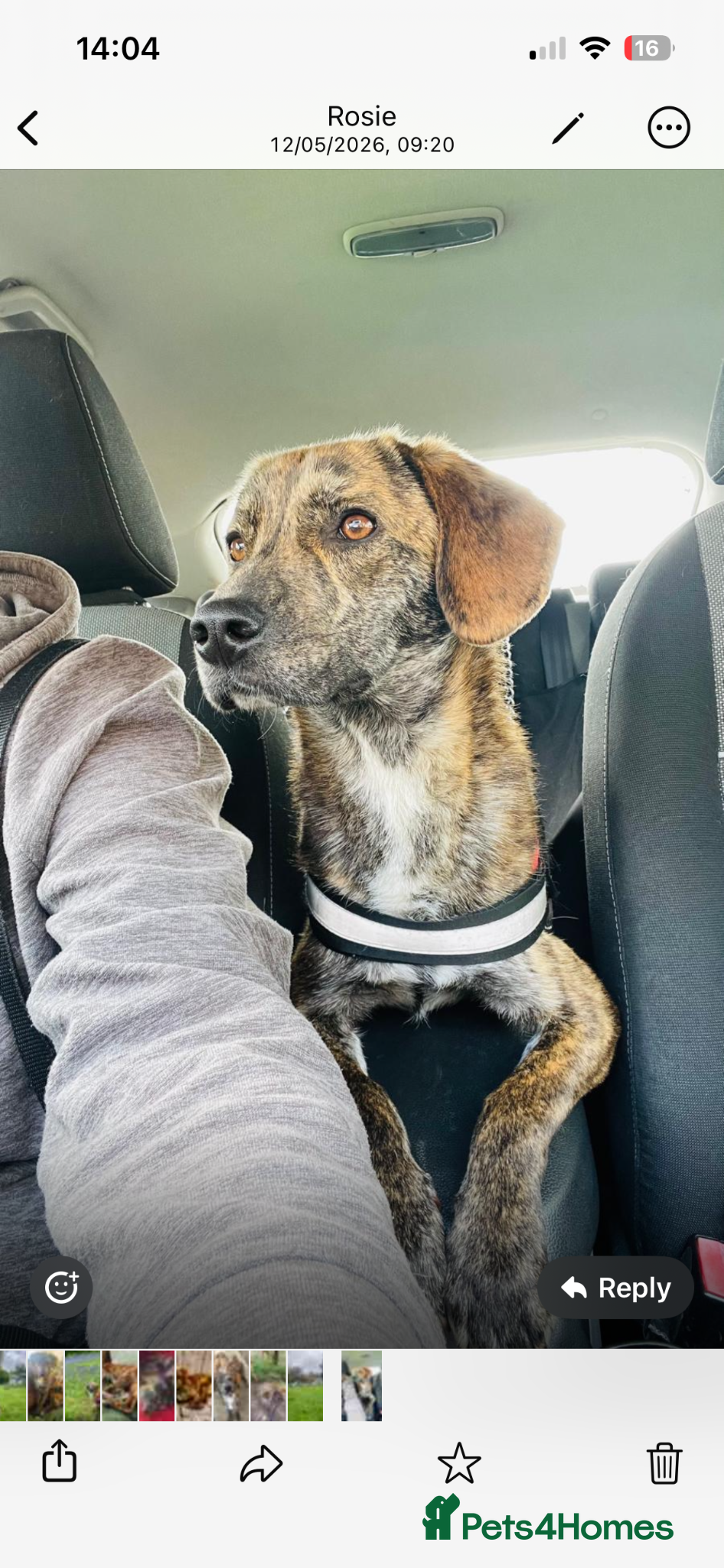 Mixed Breed dogs Beautiful Ivan is ready for his forever home - Advert 5
