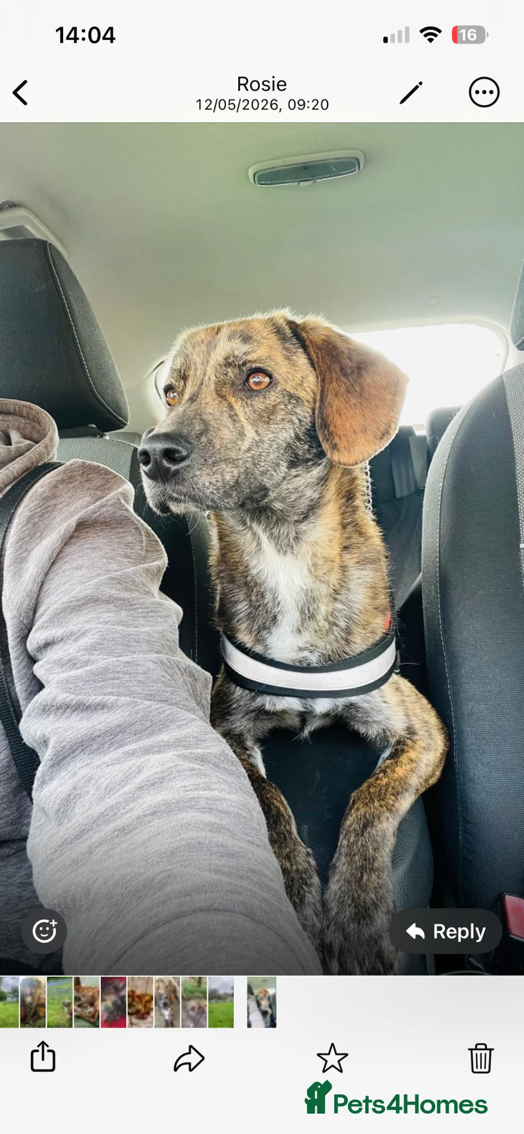 Mixed Breed dogs for adoption: Beautiful Ivan is ready for his forever home - Advert 2