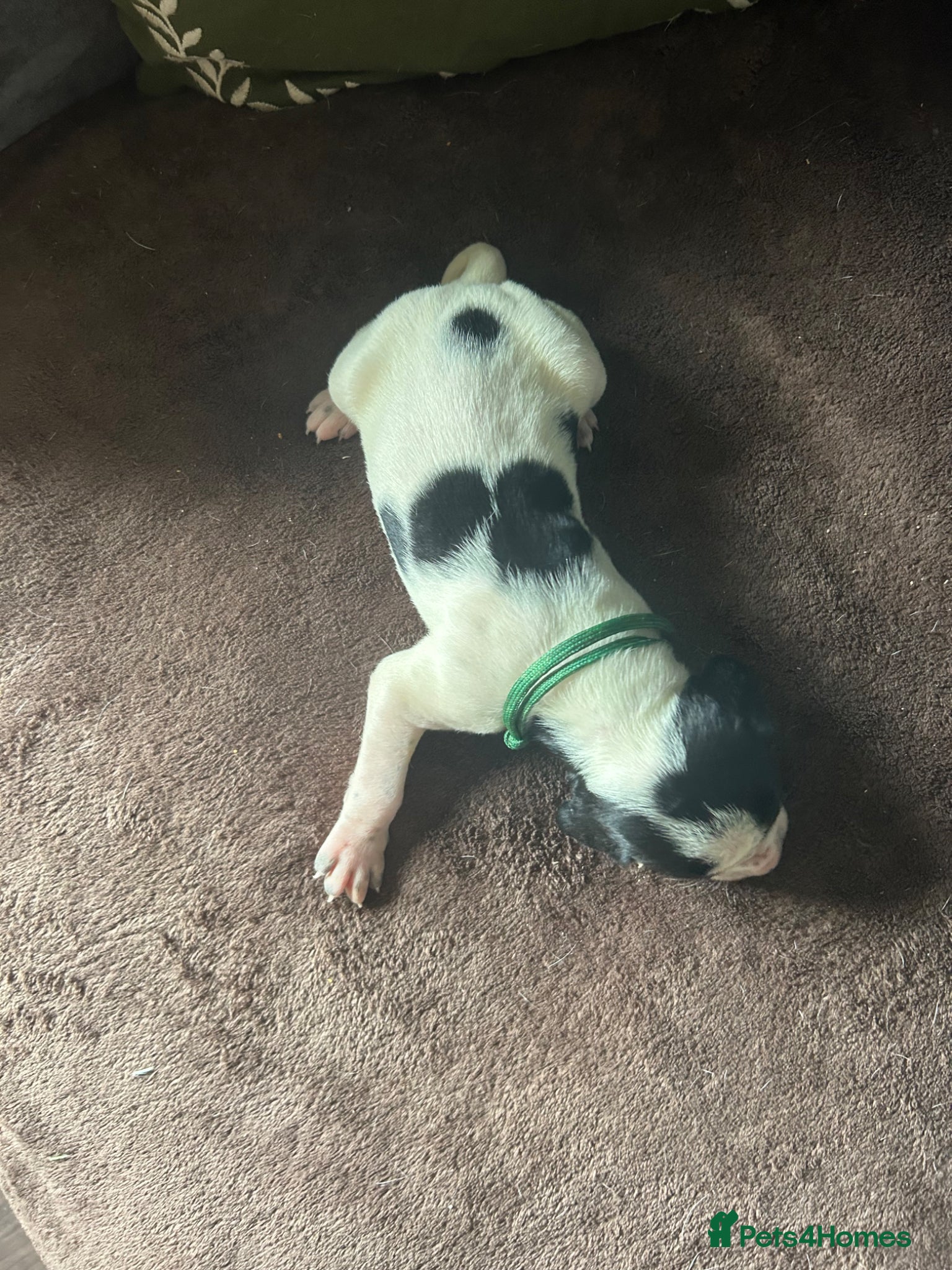 Pointer dogs for sale: KC English Pointer Puppies - Advert 38