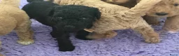 Labradoodle dogs for sale: Multigen labradoodle puppies - Advert 21