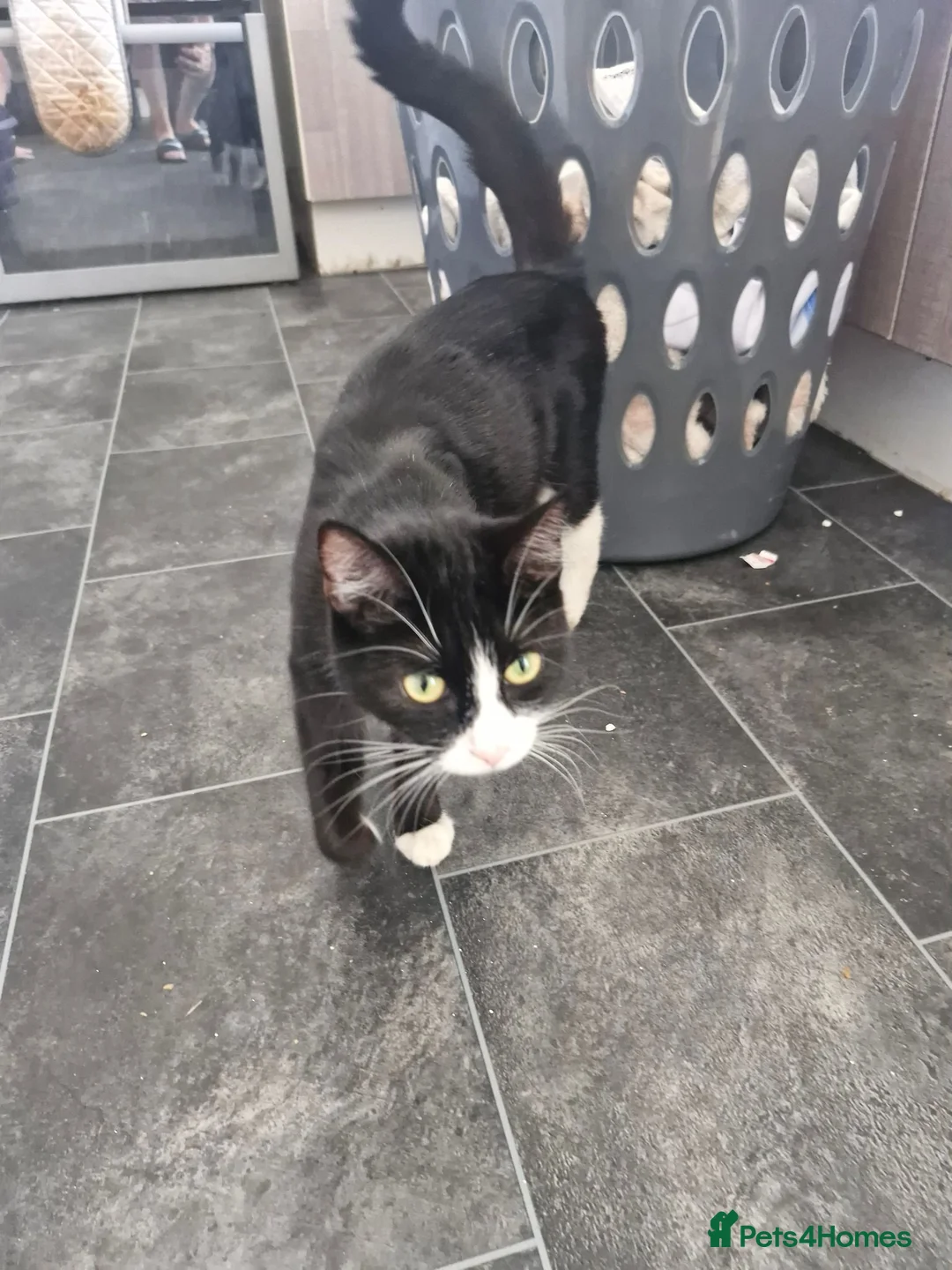 Mixed Breed cats for sale: Kittens  - Advert 1