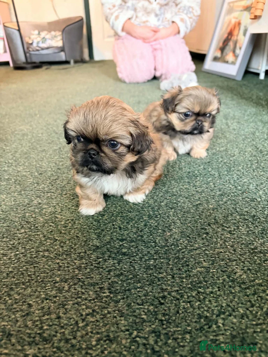 Pekingese dogs for sale: Beautiful Pekingese girl puppies in Pontefract - Advert 2