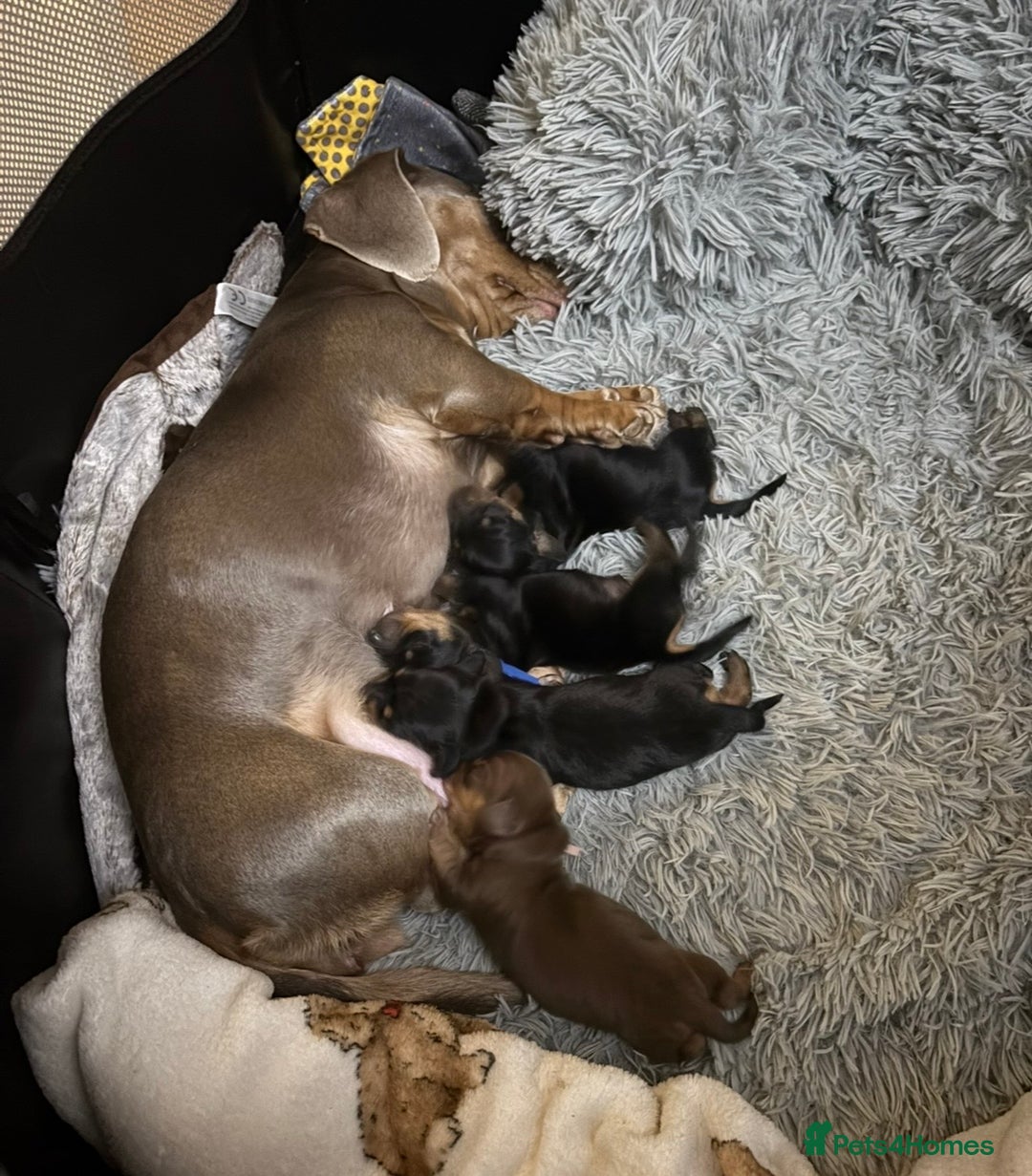 Miniature Dachshund dogs for sale: 🥇KC Registered Miniature Dachshunds Champion Line - Advert 32