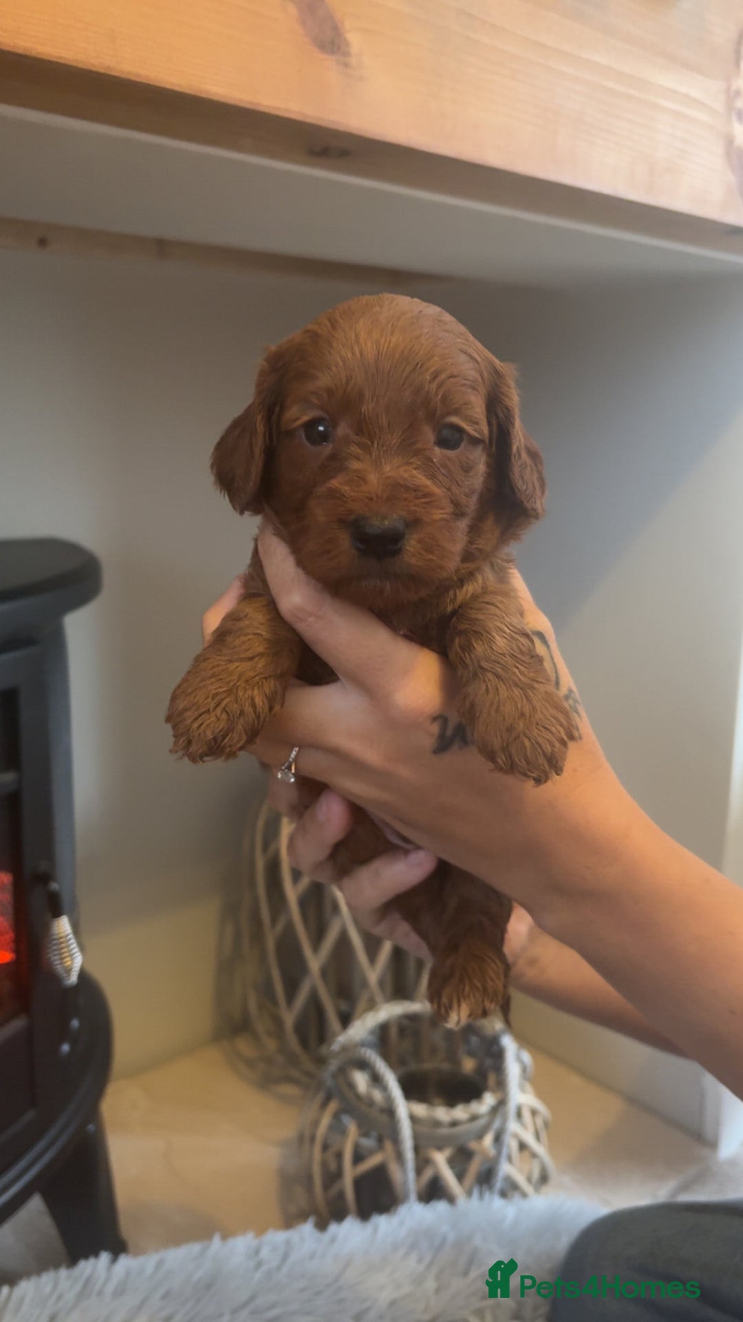 Cockapoo dogs for sale: Beautiful F1 Cockapoo puppies  - Image 3