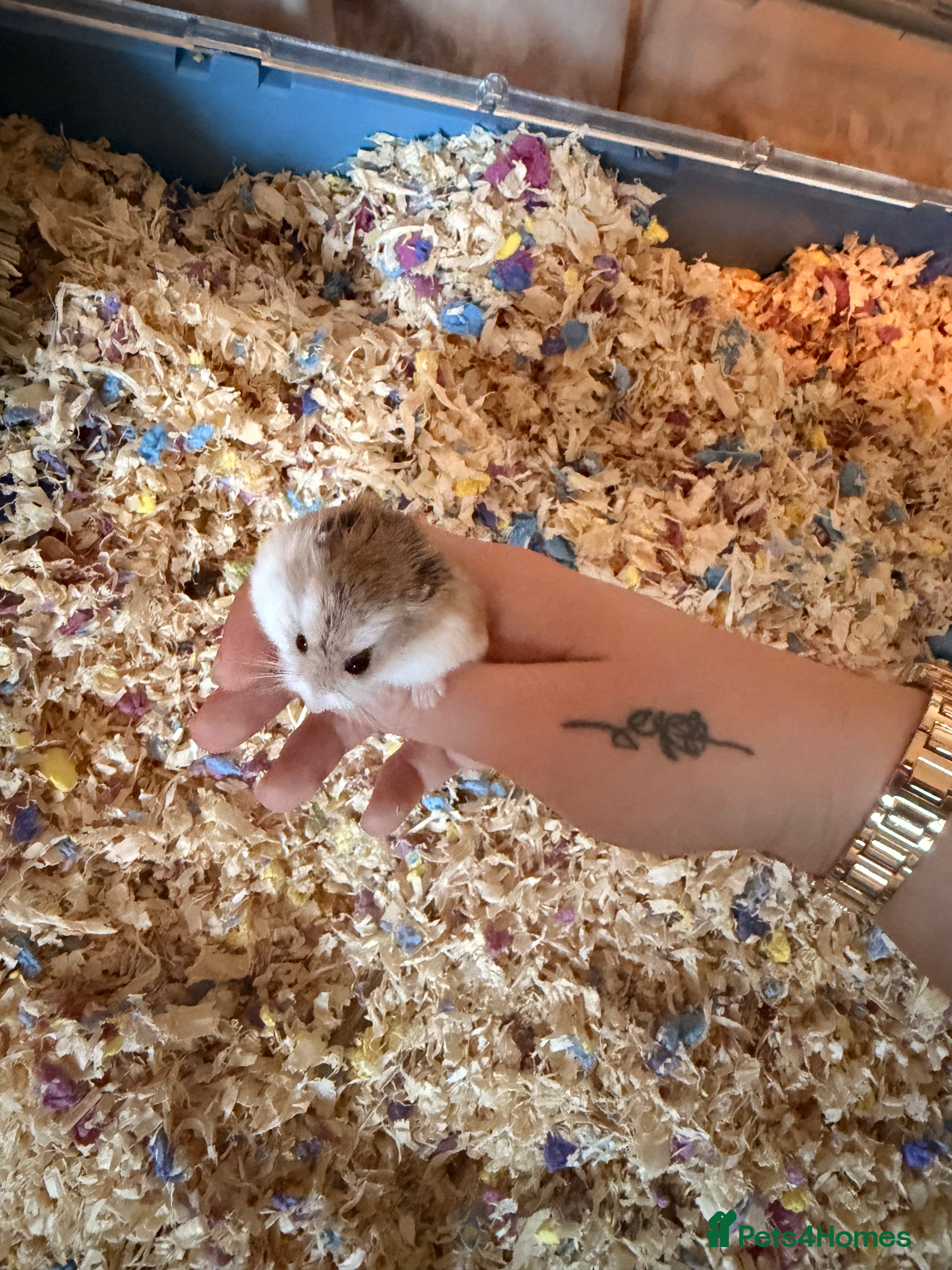 Hamster rodents 2 Roborovski Dwarf Hamsters  - Advert 2