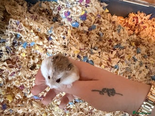 Hamster rodents 2 Roborovski Dwarf Hamsters - Advert 2