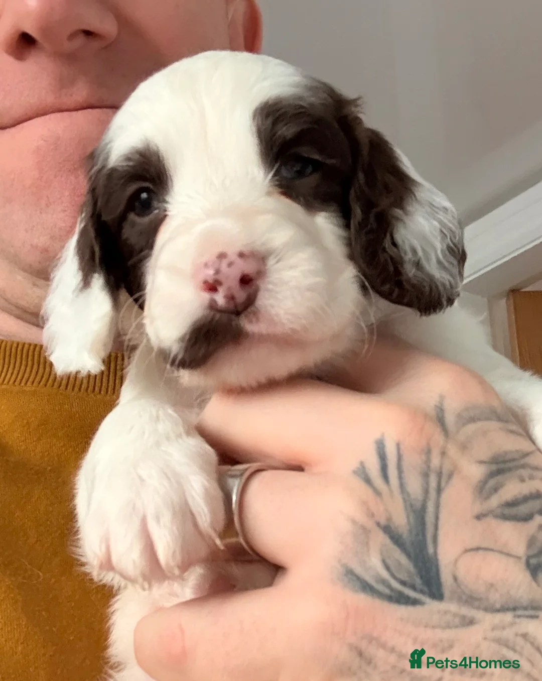 Mixed Breed dogs for sale: Cockapoo x English Springer Spaniel  in Holmfirth - Advert 25