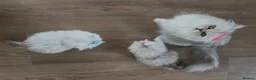 Persian cats for sale: *Stunning Persian Chinchilla Kitten Girl&Boy* - Advert 4