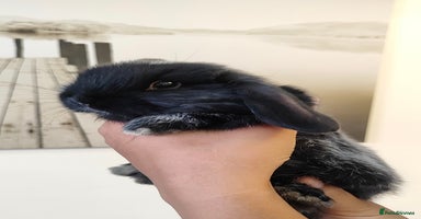 Mini Lop rabbits - Advert 11