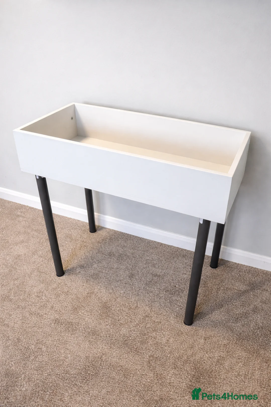 Tortoise reptiles for sale: Baby Horsfield Hatchlings & Set Ups - Advert 6