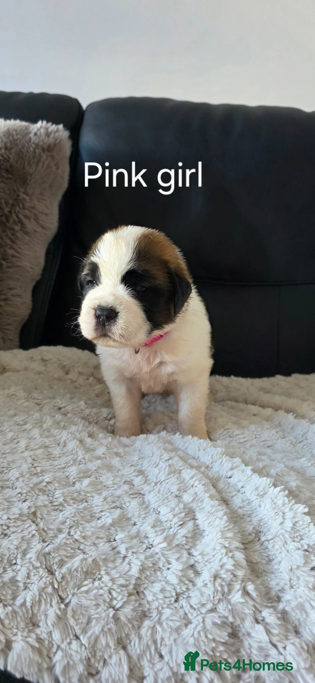 Saint Bernard dogs for sale: ONLY FEMALES LEFT!Saint Bernard Puppies For Sale🐶 - Advert 2