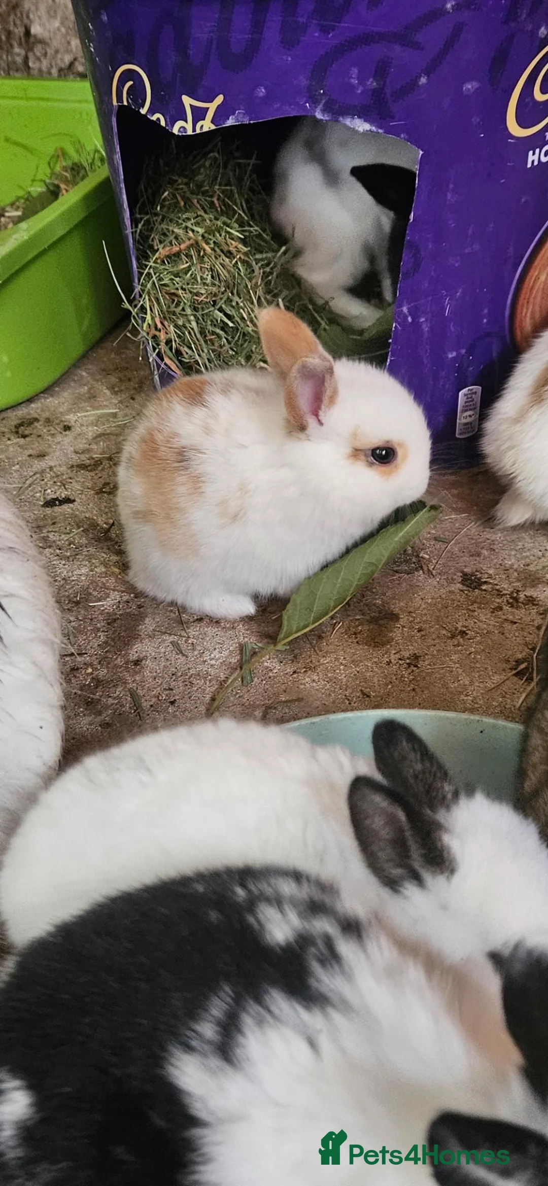 Mixed Breed rabbits for sale: They are friendly rabbits 💕 - Advert 1