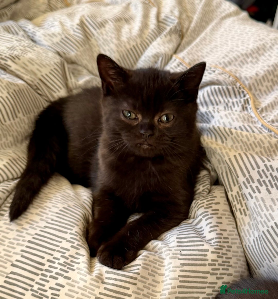 British Shorthair cats for sale: Last kitten - Dark Chocolate BSH - Advert 2