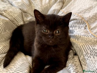 British Shorthair cats Last kitten - Dark Chocolate BSH - Advert 3