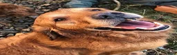 Golden Retriever dogs for sale: KC Reg Dark Red Golden Retriever-100% DNA Tested - Advert 15