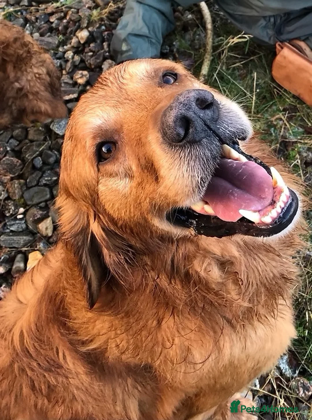 Golden Retriever dogs for sale: KC Reg Dark Red Golden Retriever-100% DNA Tested - Advert 15