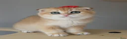 Scottish Fold cats for sale: ⭐️ Top Quality Scottish Fold Kittens ⭐️ - Advert 7