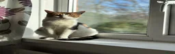 British Longhair cats for sale: NY12 Two Beautiful Female Cats Looking for Loving - Advert 15