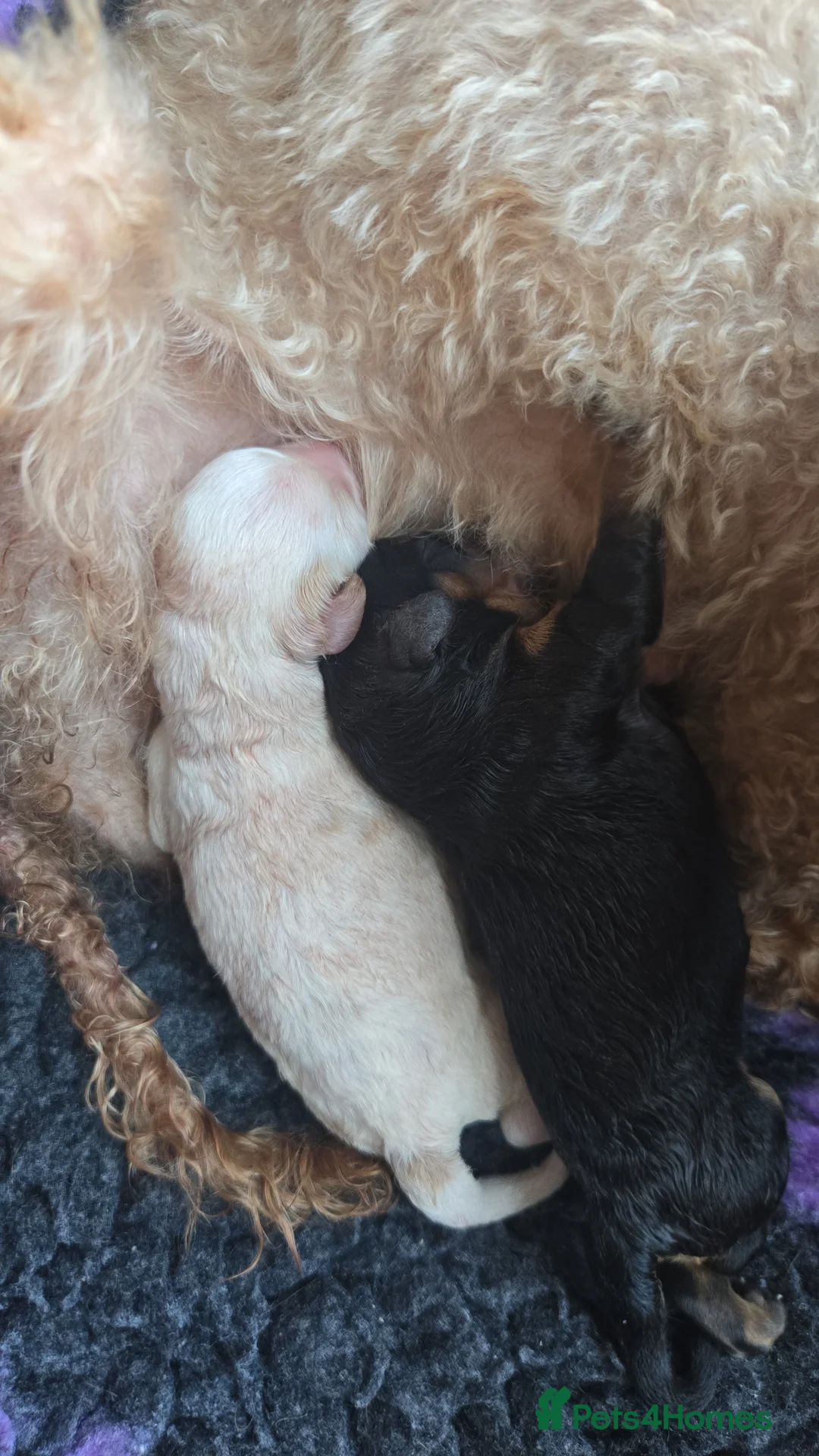 Cavapoo dogs for sale: F1 Cavapoo puppies **health tested parents** in Beverley - Advert 2