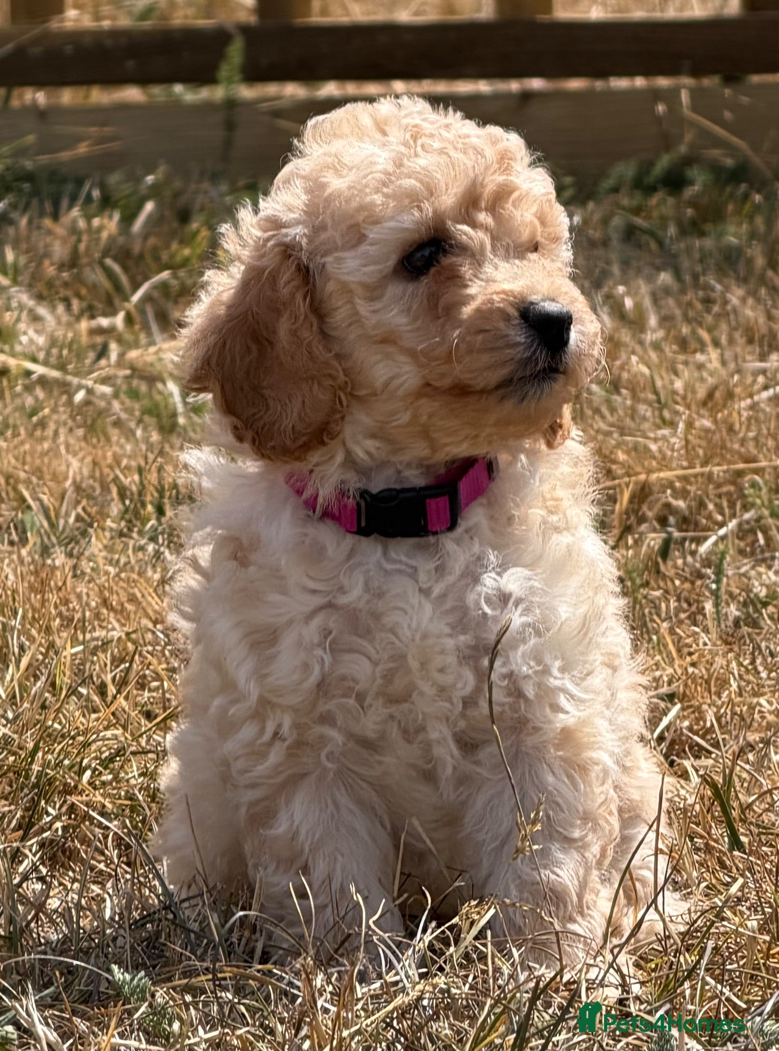 Cockapoo dogs Stunning F1B Cockapoo puppies  - Advert 12