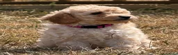 Cockapoo dogs for sale: Stunning F1B Cockapoo puppies  - Advert 8