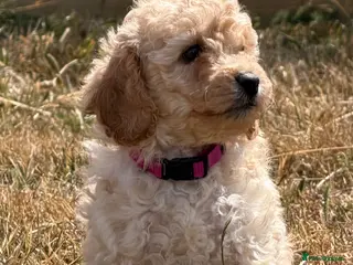 Cockapoo dogs Stunning F1B Cockapoo puppies - Advert 12