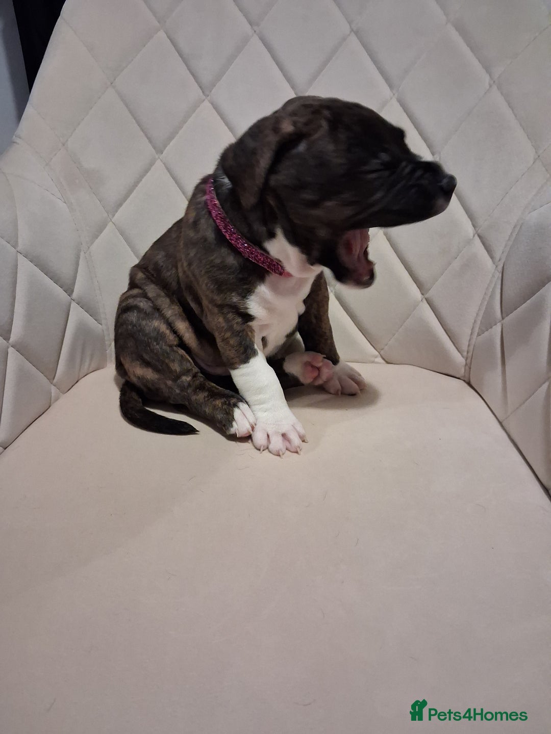 Mixed Breed dogs for sale: American bully Staffordshire bull terrier Puppies  - Advert 8