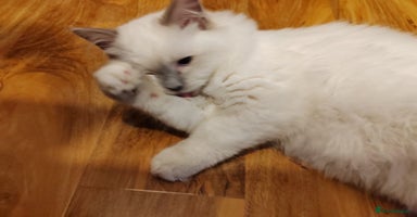 Ragdoll cats GCCF Registered Kittens*Ready to go*ONE BOY LEF* - Advert 4